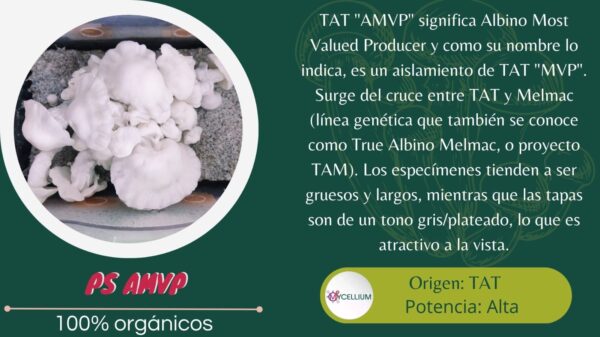 AMVP