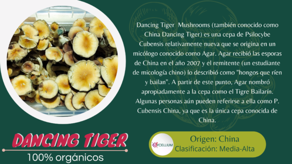 DANCING TIGER