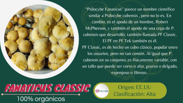 FANATICUS CLASSIC