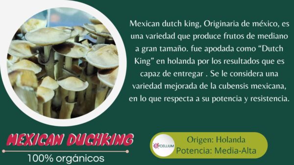 MEXICAN DUCHKING