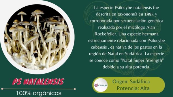 NATALENSIS