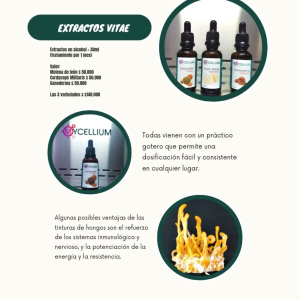 EXTRACTO GANODERMA - Imagen 2